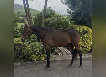 Pur sang irlandais, Hongre, 5 Ans, 158 cm, Bai cerise