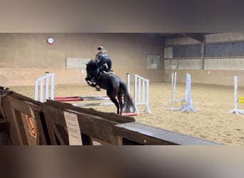 Pur sang irlandais, Hongre, 5 Ans, 170 cm, Bai brun