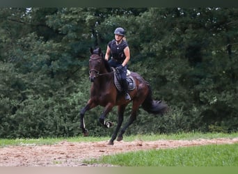 Pur sang irlandais, Hongre, 5 Ans, 170 cm, Bai brun