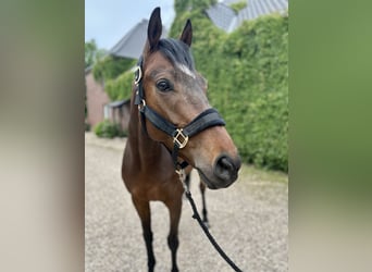 Pur sang irlandais, Hongre, 6 Ans, 165 cm, Bai