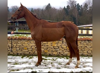 Pur sang irlandais, Hongre, 6 Ans, 166 cm, Alezan brûlé