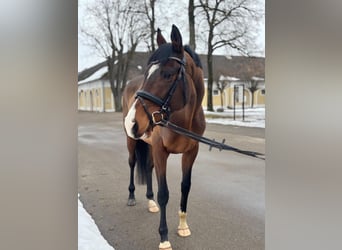 Pur sang irlandais, Hongre, 6 Ans, 166 cm, Bai brun