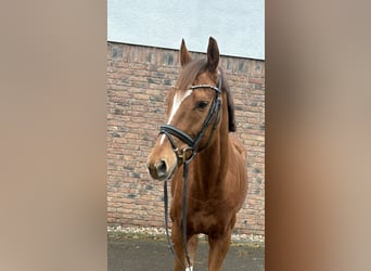 Pur sang irlandais, Hongre, 7 Ans, 163 cm, Alezan brûlé