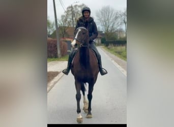 Pur sang irlandais, Hongre, 8 Ans, 165 cm, Bai brun