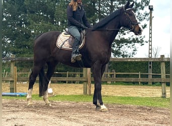 Pur sang irlandais, Hongre, 8 Ans, 165 cm, Bai brun