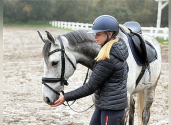 Pur sang irlandais, Hongre, 8 Ans, 167 cm, Gris