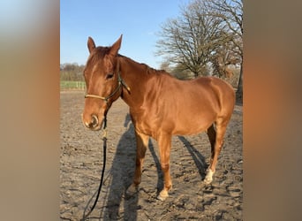 Pur sang irlandais, Hongre, 9 Ans, 165 cm, Alezan