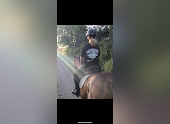 Pur sang irlandais, Hongre, 9 Ans, 165 cm, Bai brun