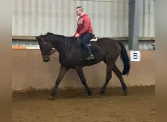 Pur sang irlandais, Hongre, 9 Ans, 168 cm, Bai