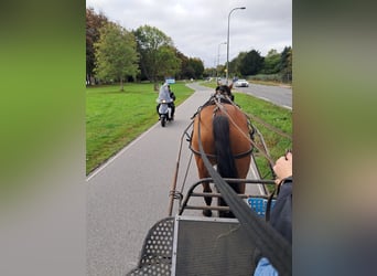 Pur sang irlandais, Jument, 11 Ans, 163 cm, Bai