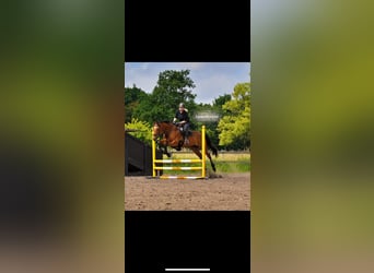 Pur sang irlandais, Jument, 11 Ans, 163 cm, Bai