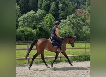 Pur sang irlandais, Jument, 11 Ans, 164 cm, Bai