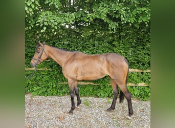 Pur sang irlandais, Jument, 11 Ans, 164 cm, Bai