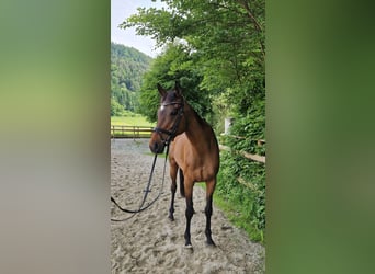 Pur sang irlandais, Jument, 11 Ans, 164 cm, Bai