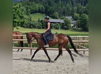 Pur sang irlandais, Jument, 11 Ans, 164 cm, Bai