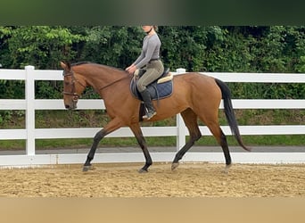 Pur sang irlandais, Jument, 11 Ans, 167 cm, Bai