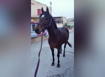 Pur sang irlandais, Jument, 15 Ans, 164 cm, Bai