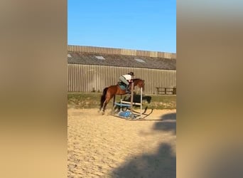Pur sang irlandais, Jument, 16 Ans, 165 cm, Bai
