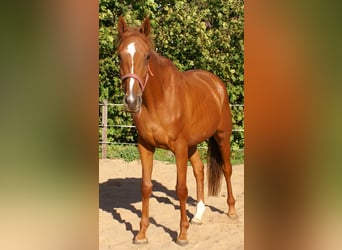 Pur sang irlandais, Jument, 3 Ans, 160 cm, Alezan