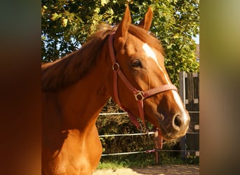 Pur sang irlandais, Jument, 3 Ans, 160 cm, Alezan
