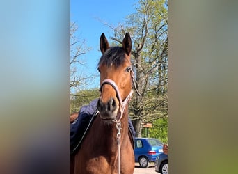 Pur sang irlandais, Jument, 4 Ans, 154 cm, Bai