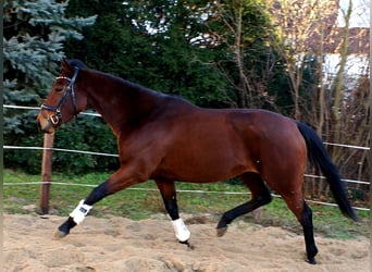 Pur sang irlandais, Jument, 4 Ans, 156 cm, Bai brun