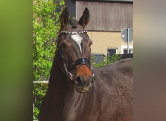 Pur sang irlandais, Jument, 5 Ans, 158 cm, Bai brun