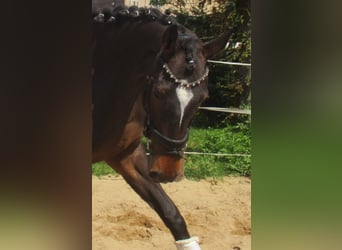 Pur sang irlandais, Jument, 5 Ans, 158 cm, Bai brun