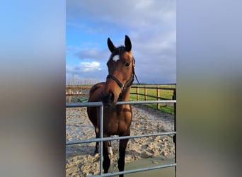 Pur sang irlandais, Jument, 6 Ans, 160 cm, Bai