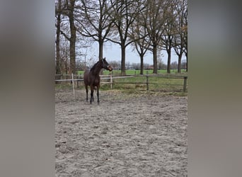 Pur sang irlandais, Jument, 6 Ans, 163 cm, Bai