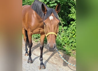 Pur sang irlandais, Jument, 6 Ans, 165 cm
