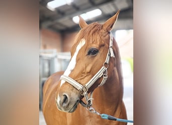 Pur sang irlandais, Jument, 7 Ans, 165 cm, Alezan