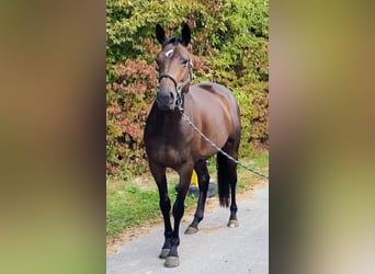 Pur sang irlandais, Jument, 7 Ans, 166 cm, Bai brun foncé
