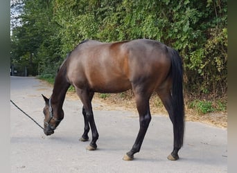 Pur sang irlandais, Jument, 7 Ans, 166 cm, Bai