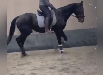 Pur sang irlandais, Jument, 7 Ans, Bai