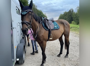Pur sang irlandais, Jument, 8 Ans, 162 cm, Bai