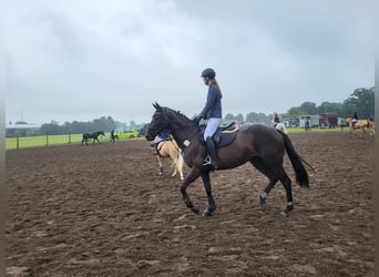 Pur sang irlandais, Jument, 8 Ans, 165 cm, Noir