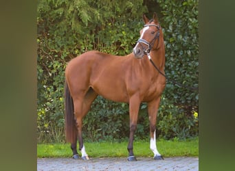 Pur sang irlandais, Jument, 9 Ans, 160 cm, Bai