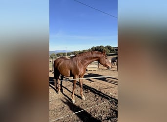 Pura Raza Árabe, Caballo castrado, 10 años, 148 cm, Alazán