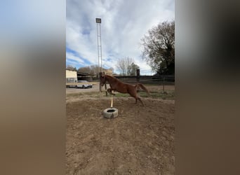 Pura Raza Árabe, Caballo castrado, 10 años, 148 cm, Alazán