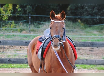 Pura Raza Árabe, Caballo castrado, 10 años, 153 cm, Alazán