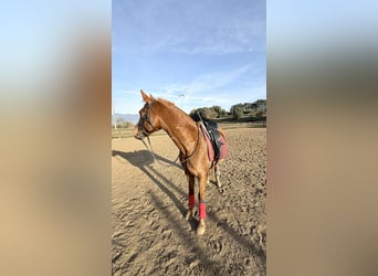 Pura Raza Árabe, Caballo castrado, 10 años, 153 cm, Alazán