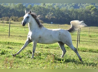 Pura Raza Árabe, Caballo castrado, 10 años, 153 cm, Tordo