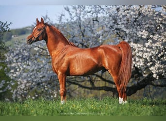 Pura Raza Árabe, Caballo castrado, 10 años, 154 cm, Alazán-tostado