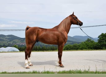 Pura Raza Árabe, Caballo castrado, 10 años, 154 cm, Alazán-tostado