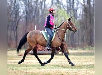 Pura Raza Árabe, Caballo castrado, 10 años, 155 cm, Castaño