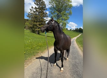 Pura Raza Árabe, Caballo castrado, 10 años, 155 cm, Negro