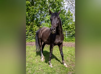 Pura Raza Árabe, Caballo castrado, 10 años, 155 cm, Negro
