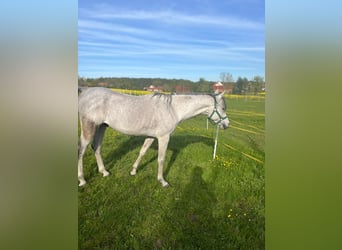 Pura Raza Árabe, Caballo castrado, 10 años, 155 cm, Tordillo negro