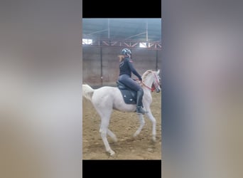 Pura Raza Árabe, Caballo castrado, 10 años, 155 cm, Tordo picazo